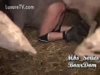 Beastiality gay porn video with a pig